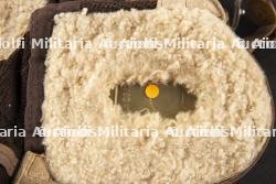 Bonnet de vol Luftwaffe. Luftwaffe flight helmet. — photo 13