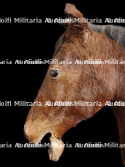 Cheval naturalisé — miniature 2