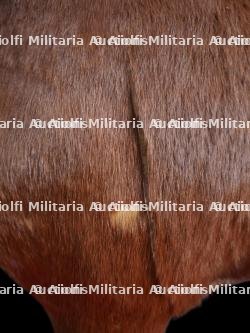Cheval naturalisé — photo 3