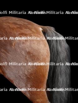 Cheval naturalisé — miniature 4