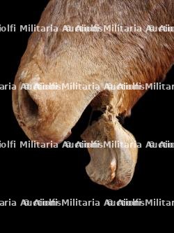 Cheval naturalisé — photo 7