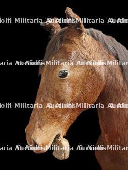 Cheval naturalisé — miniature 8