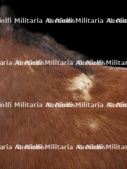 Cheval naturalisé — photo 11