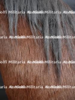 Cheval naturalisé — photo 12