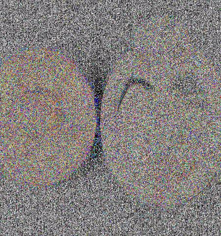 - Lot 955